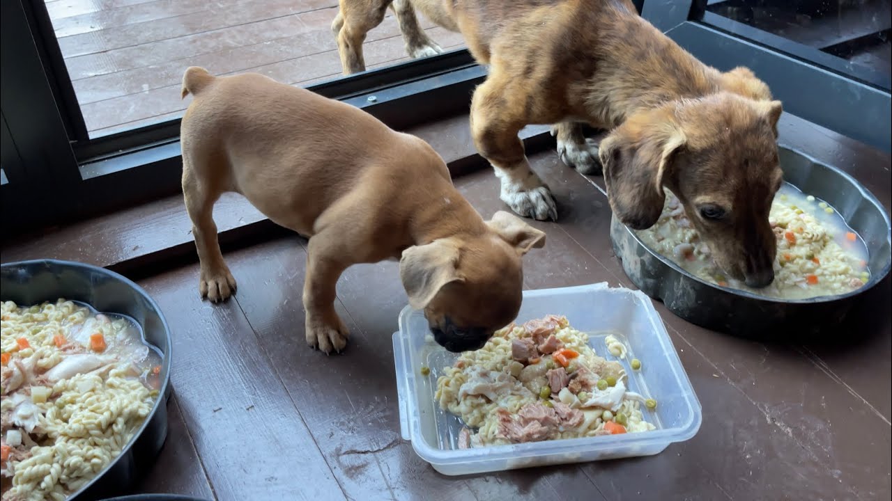 KÖPEKLERİMİZİM AKŞAM MENÜSÜ MAKARNA TONBALIĞI KARİDES TAVUK