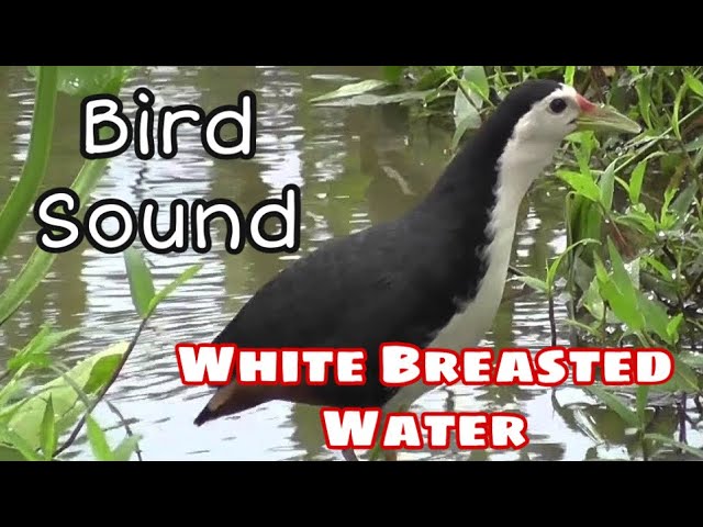 Suara pikat Ruak ruak - White Breasted Waterhen Bird Sound 2020 class=
