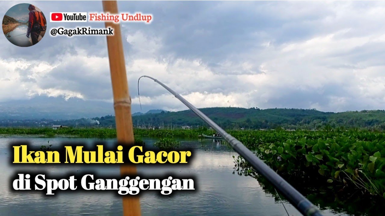 Volume Air Naik❗ Spot Ganggengan berulah Lagi/Mancing Rawa Pening Terbaru.#FU-367