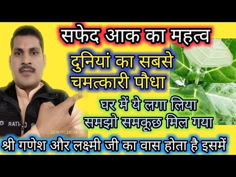 वीडियो: सफेद राख का पेड़ कितने समय तक जीवित रहता है?