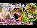 【特大トロ舟サワガニビオトープ作り】完成〜実際にいれて行きます