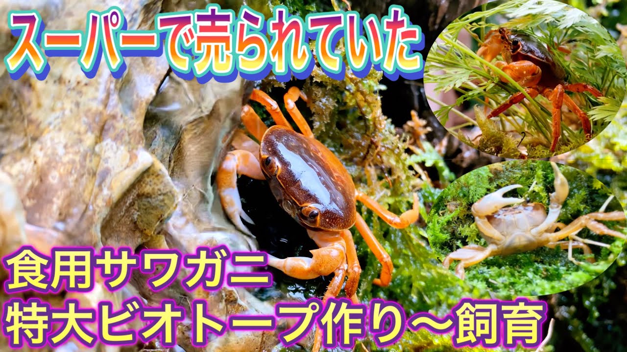 【特大トロ舟サワガニビオトープ作り】完成〜実際にいれて行きます