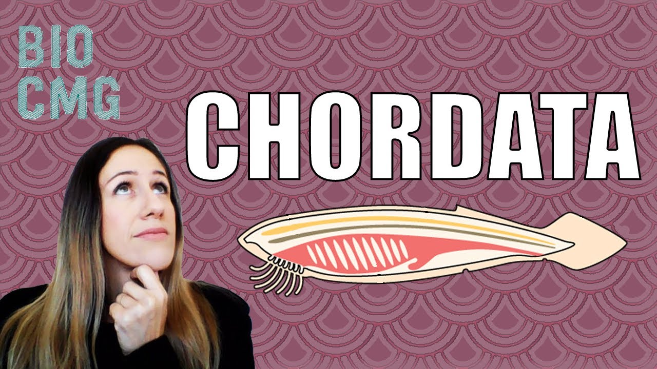 Chordata - Sinapomorfias e Classificação