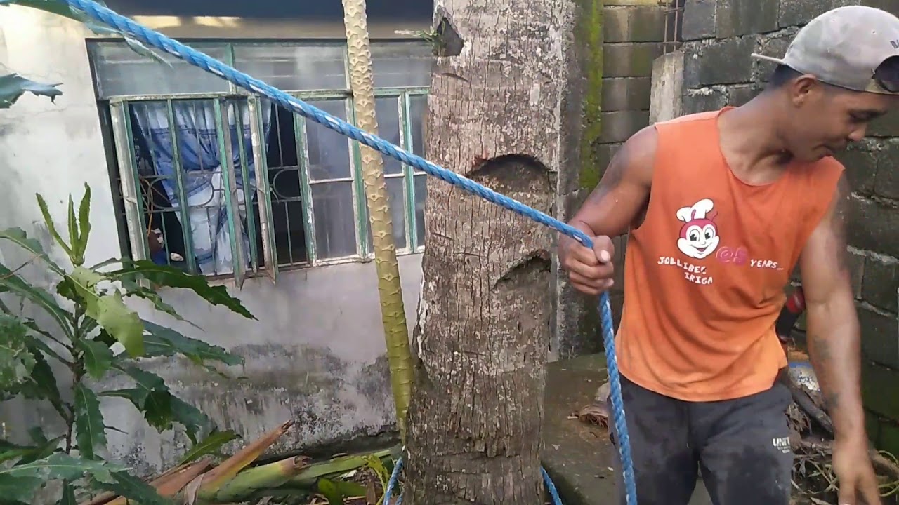 COCONUT TREE CUTTING(MANUAL) Using rope☺️ YouTube
