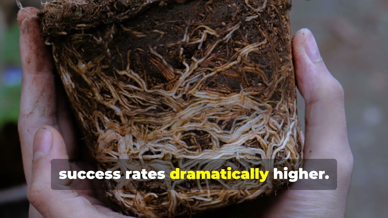 Одно дерево = бесконечное количество растений 🌿 Забытый секрет укоренения, превосходящий химическ...