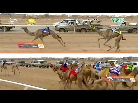 الشوط 4 هباش ل محمد حمد مشيط المري مهرجان ولي العهد الأحد 2019 09 8 الطائف اللقايا