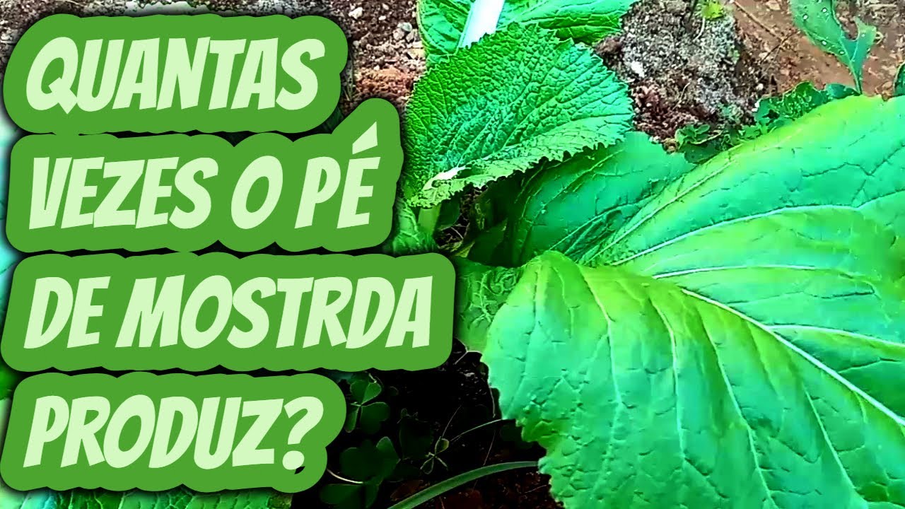 Quantas vezes um pé de mostarda produz? Quanto tempo dura a produção ...
