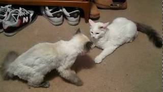 Fight Night (Turkish Van kitten and Teacup Himalayan) by RonetteTaylor 2,239 views 14 years ago 1 minute, 24 seconds