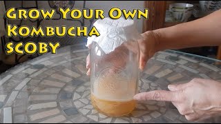 Grow your own kombucha scoby -