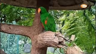 SUARA PANGGILAN BURUNG BAYAN JANTAN BIRAHI BIKIN BETINA NYAUT