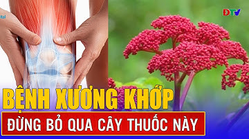 Công dụng của cây gối hạc | Vị thuốc quanh ta 15-7-2025 | Điện Biên TV