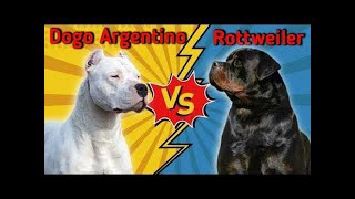 Rottweiler Vs Dogo Argentino😈|dog status| #shorts #shortsfeed #doglover