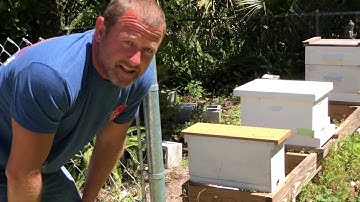 Rare Footage of Bees Moving Into Swarm Trap