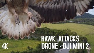 Hawk/Eagle ATTACKS Drone - DJI MINI 2 , Filmed in 4K | BIRD DRONE ATTACK