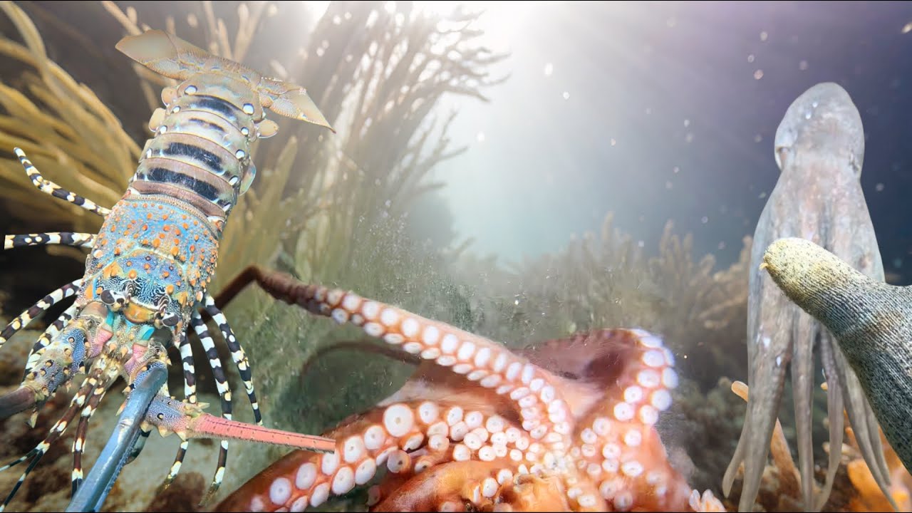 Diving to catch octopus, lobster, seafood, shrimp, crab - Vlog Relaxing under the sea