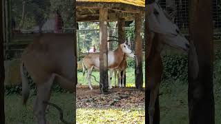oryx yang mirip mbe