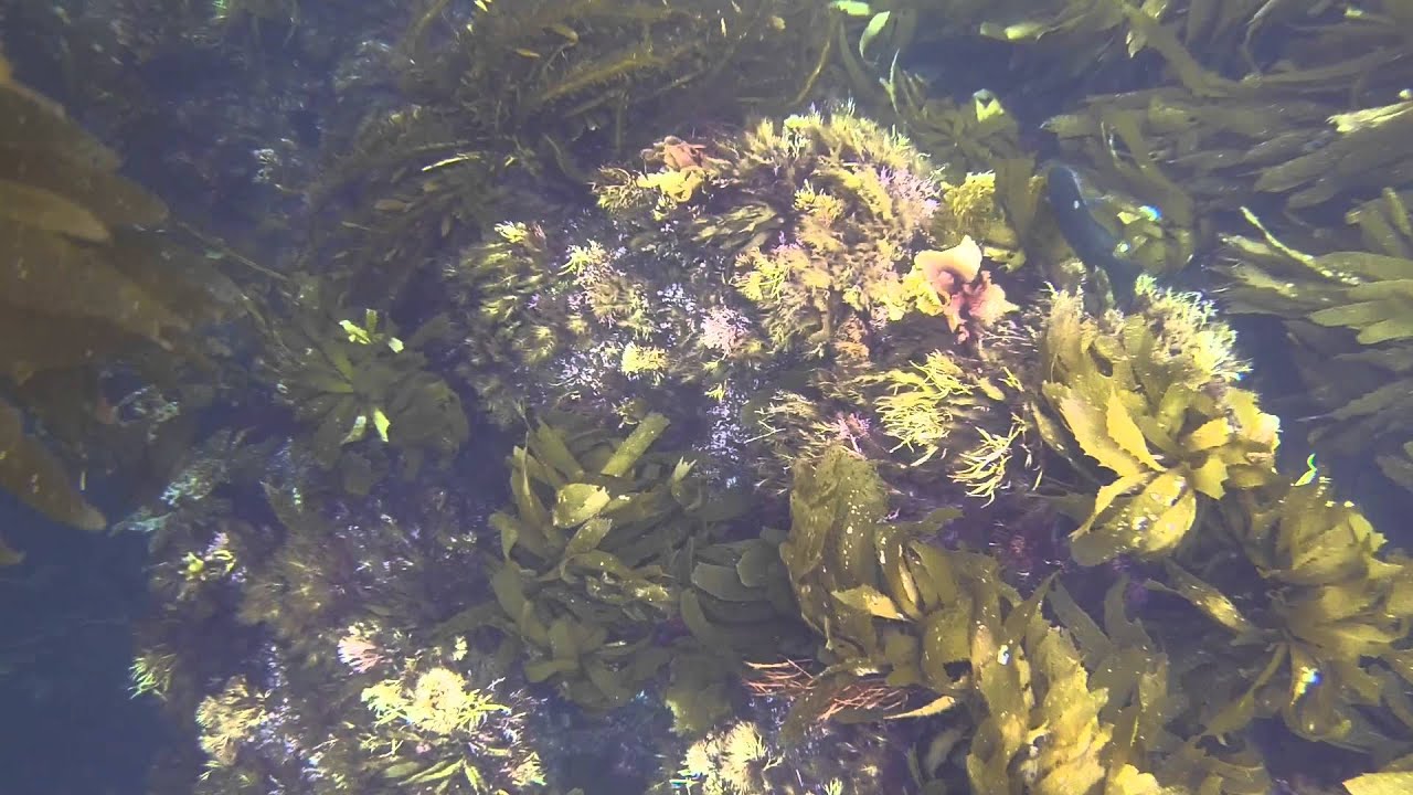 Diving & Snorkling Around Anacapa