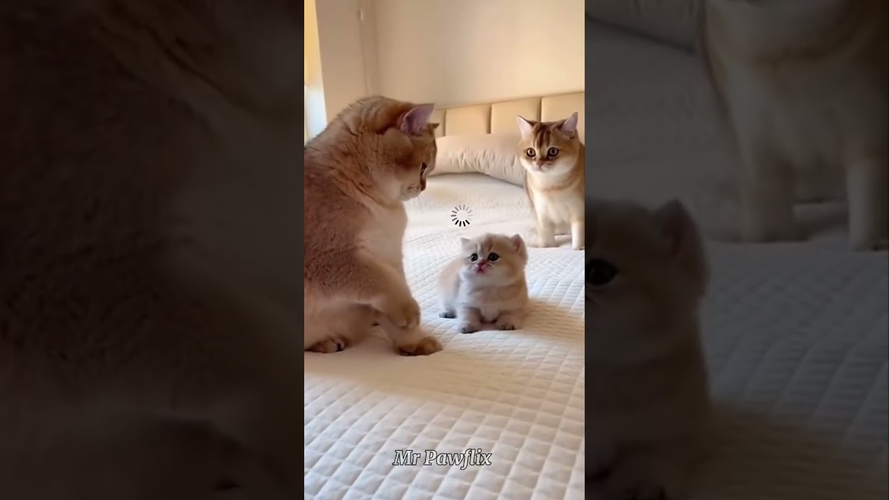 Hilarious: Big Cat Picks on Kitten – Mom's Epic Revenge!Orange Cat Bullies Tiny Kitten