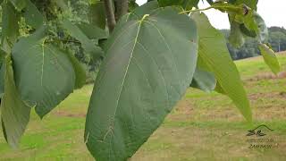Tilia monticola lípa horská