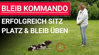 🐶 Bleib Kommando üben ➡️ Erfolgreich SITZ PLATZ und BLEIB üben ➡️ Praxisvideo 🐶✔️ by Stephanie Salostowitz - Online Hundetraining 2,894 views 4 days ago 11 minutes, 45 seconds