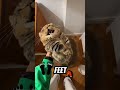 Why Your Cat Sleeps on You… It’s Not Random 🥹 #shorts