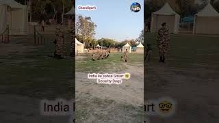 India ke sabse smart security dogs ki training #securitydogs #dogstraining #specialforces