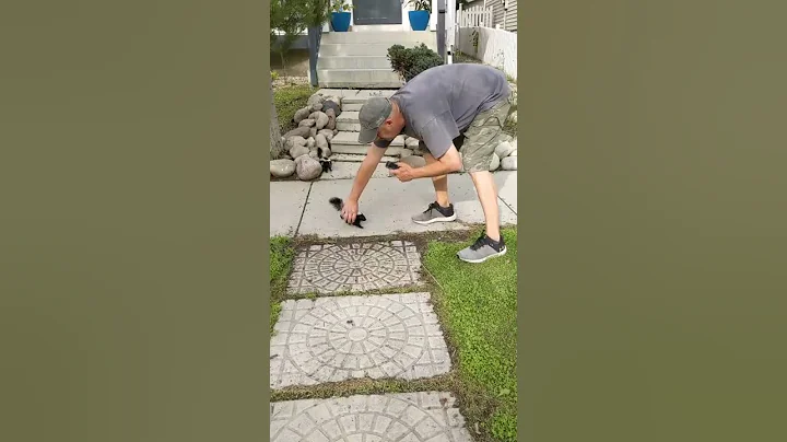 Toughest guy on the block - Wee skunk charging and stomping, showing my neighbour who's boss!