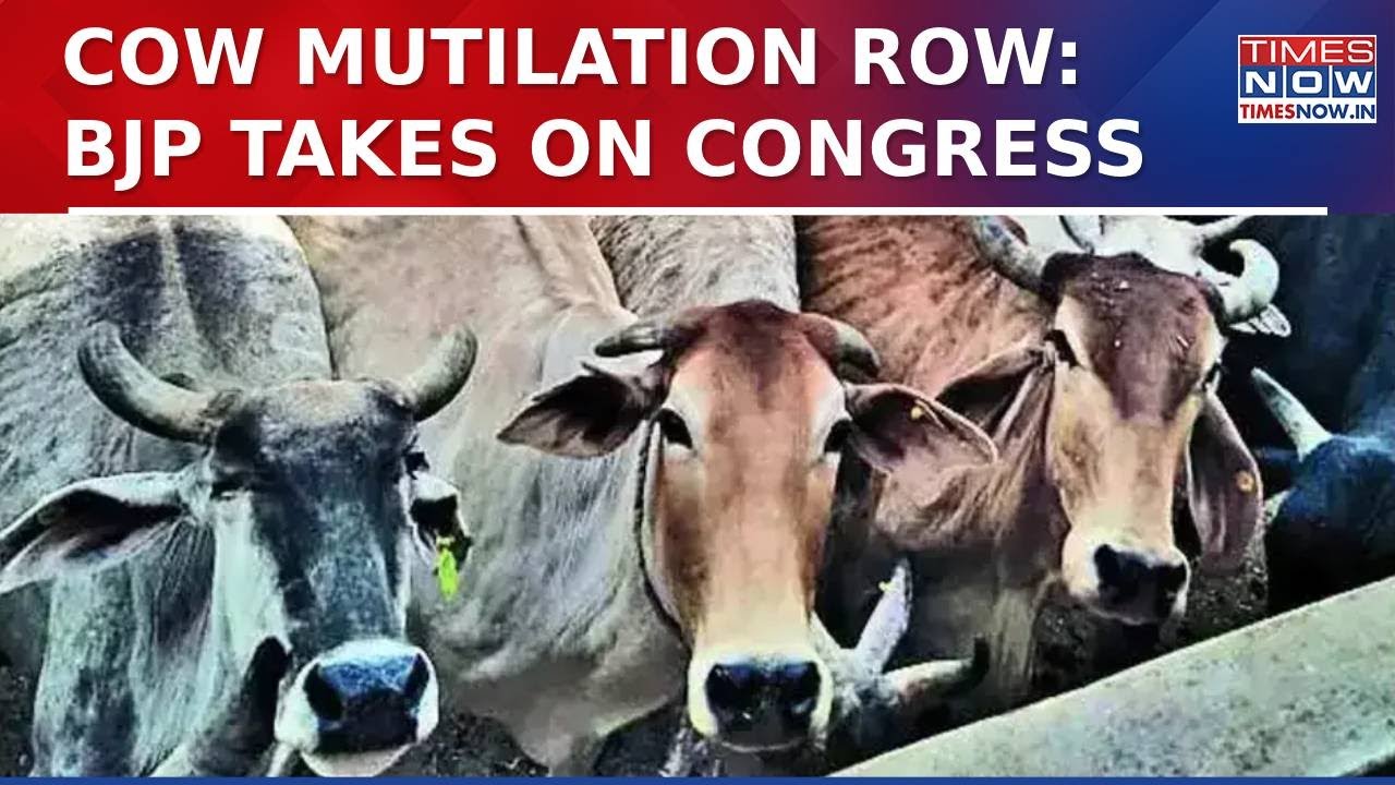 Row Over Cow Mutilation In Bengaluru: Accused Arrested, BJP Levels ...