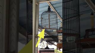 Birds Come To The Terrace Of The House What Kind Of Bird Is This birds chirpingmania qinaraba