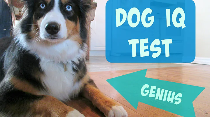 Testing my Australian Shepherd's Intelligence - Dog IQ Test