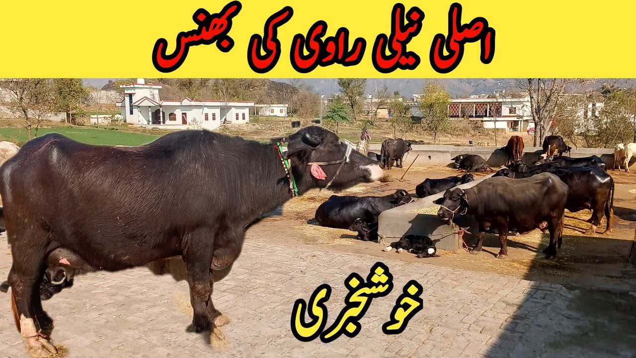 Buffalos for sale in pakistan 2022 || Animal price update 2022 # ...