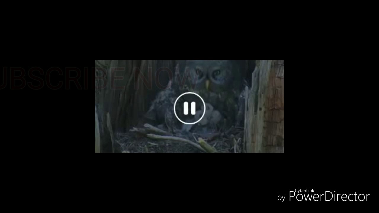Very Rare Video Horror Owl