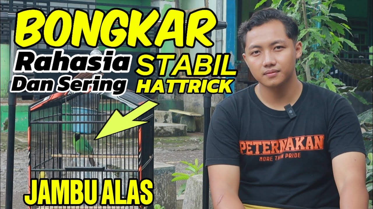 Cucak Hijau Terbaik M3... JAMBU ALAS Stabil juara 1,1,1 dari 4 sesi