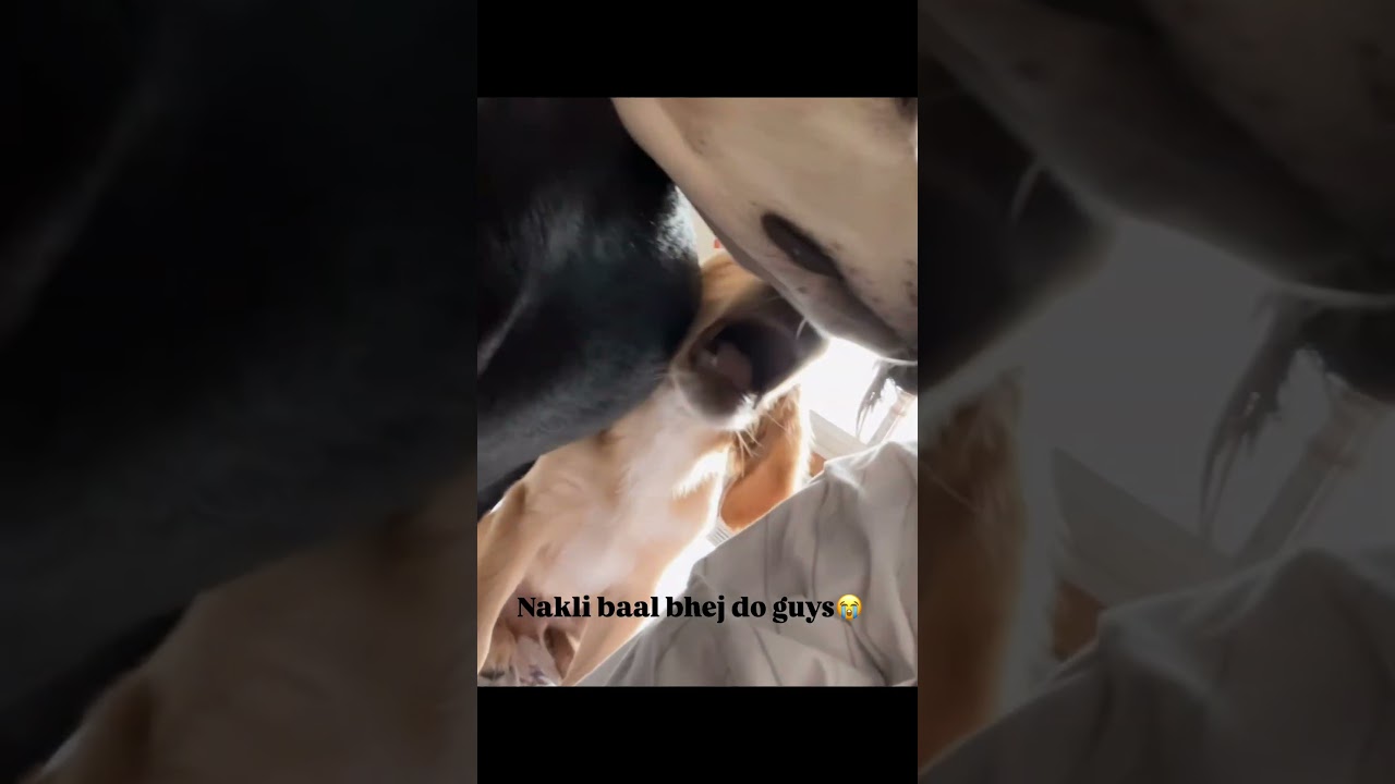 Kal se nakli baal lagane padenge 🤣😭 #goldenretreivers #pet