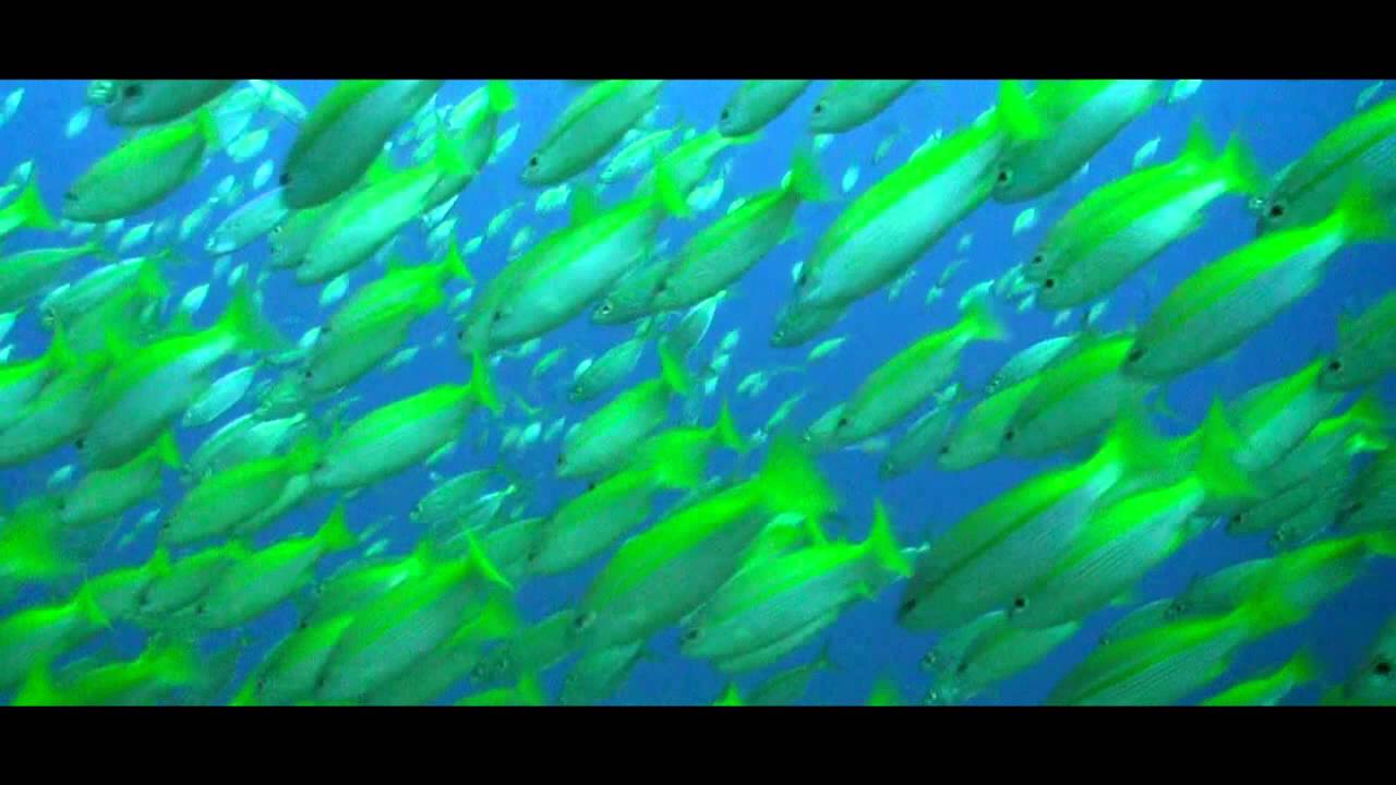 Best Of Koh Tao (HD)