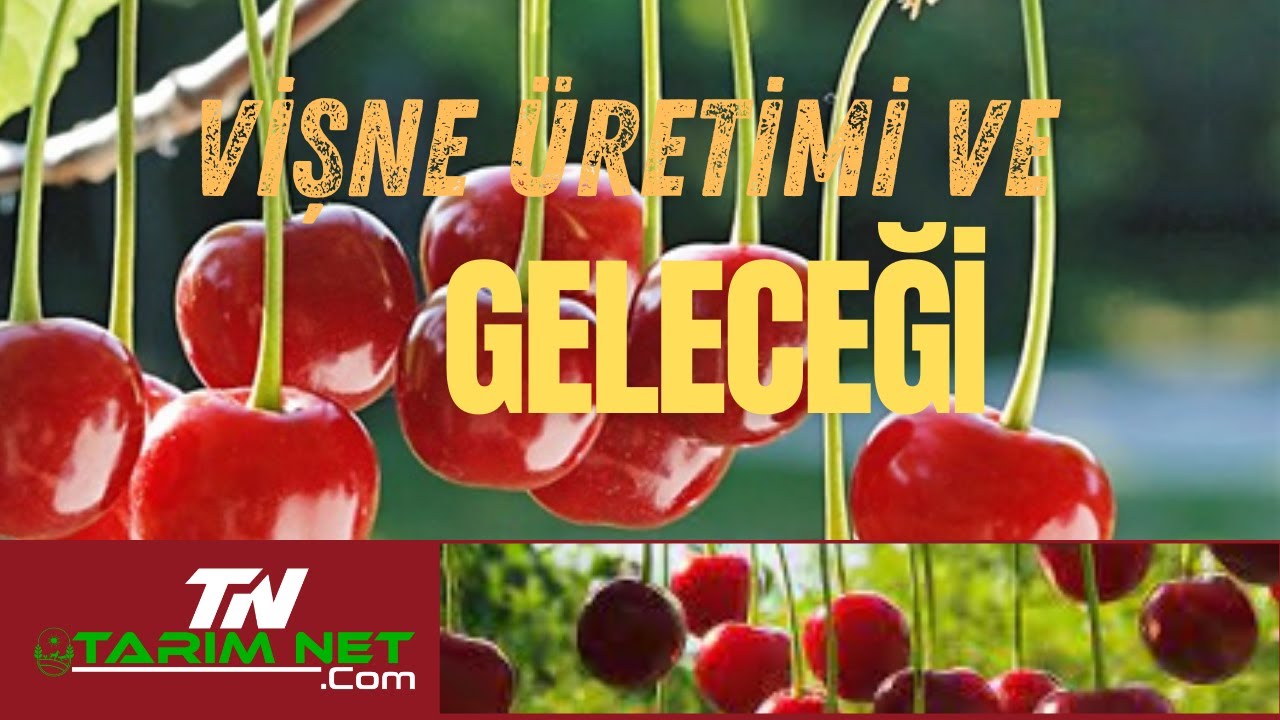 VİŞNE ÜRETİMİ  VE GELECEĞİ