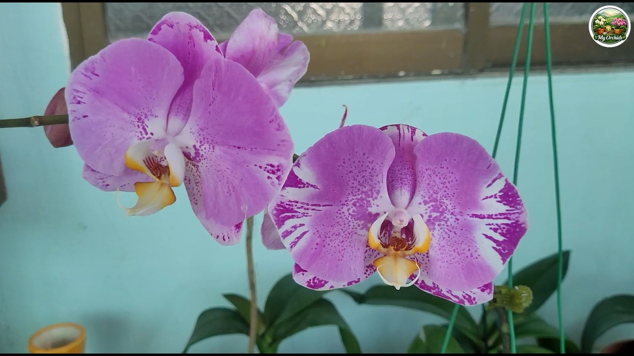 Homemade Orchid Fertilizer for Year Round Roots & Blooms