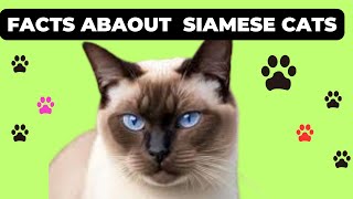 Unveiling the Mystique of Siamese Cats: Facts, Care, and Characteristics  siamese cat breedcut cat