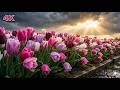 Find Peace in the Storm 🌷 Beautiful Classical Piano &amp; Gentle Rain to Calm Anxiety • 1.5 Hours