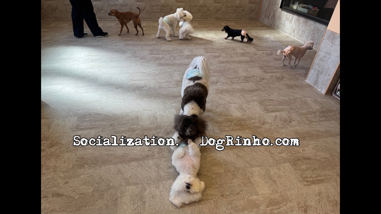 Dog daycare in Japan DogRinho 犬の保育園　20260223