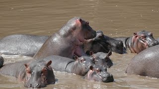 видео: БЕГЕМОТЫ ЛЬВЫ ЖИРАФЫ и другие супер парк SERENGETI СУРОВАЯ ТАНЗАНИЯ ДЕНЬ 9 Ч 3 картинка: БЕГЕМОТЫ ЛЬВЫ ЖИРАФЫ и другие супер парк SERENGETI СУРОВАЯ ТАНЗАНИЯ ДЕНЬ 9 Ч 3