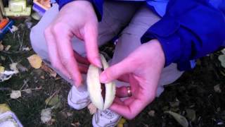 Removing floss from milkweed seed