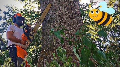 Tree Felling with the Stihl MS 500i - I Need Help with One of Them