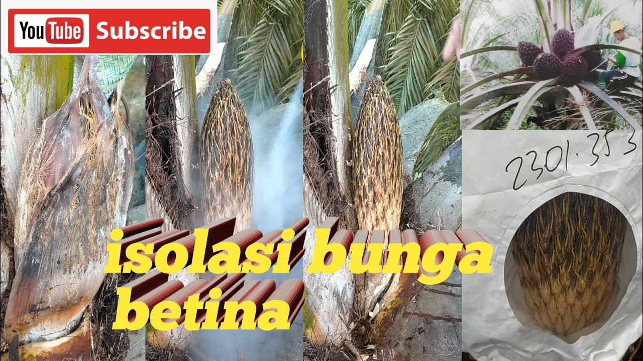 proses isolasi bunga betina buah sawit