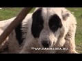 Аборигенные САО и гиссарские овцы Таджикистана , Саги дахмарда и гиссарские овцы  Ромита и Варзоба