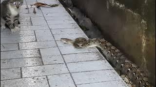 Pertarungan Kucing Vs Ular Python