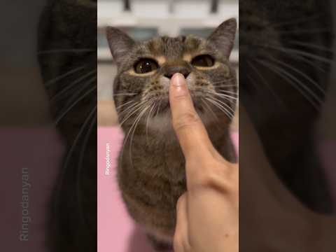 Video: 6 semplici modi per rendere felice il tuo gatto