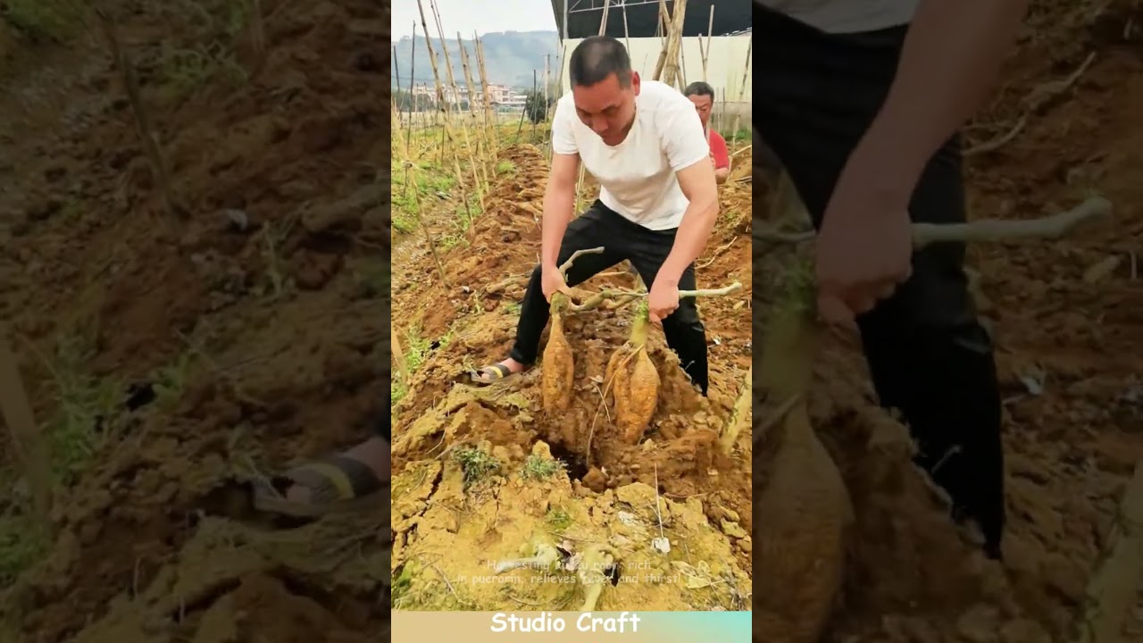 Harvesting kudzu root: rich in puerarin, relieves fever and thirst! 