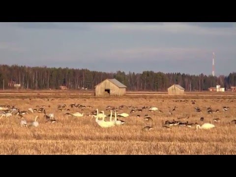 Video: Onko kaihiä koiran loukkauksessa?