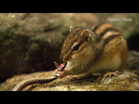 Video: Șerpii cu jartieră mănâncă chipmunks?